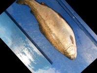 image of fish