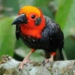 image of bird