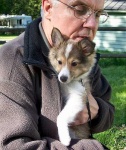 image of shetland_sheepdog