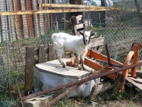 image of animal