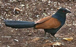 image of coucal #12