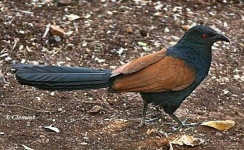 image of coucal