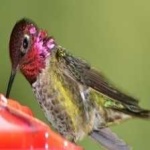 image of bird
