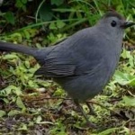 image of bird