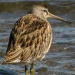 image of bird