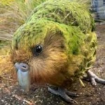 image of bird