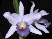 image of flower