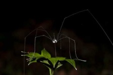 image of harvestman