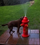image of fire_hydrant