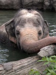 image of indian_elephant
