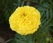 image of flower