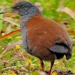 image of bird