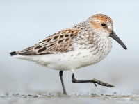 image of animal