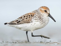 image of sandpiper #55