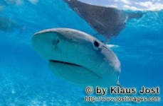 image of tiger_shark