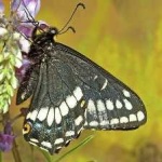 image of animal
