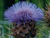 image of cardoon