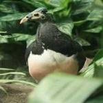 image of bird