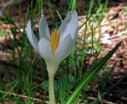 image of flower