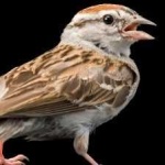 image of bird