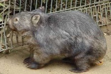 image of wombat
