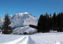 image of alp