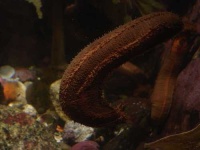 image of sea_cucumber