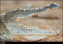 image of animal