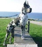 image of great_dane