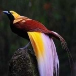 image of bird