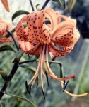 image of flower