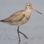 image of bar_tailed_godwit #4