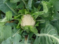 image of cauliflower #8
