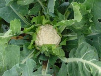 image of cauliflower