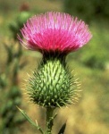 image of spear_thistle #0