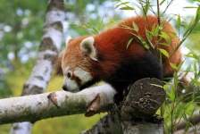 image of animal