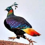 image of bird