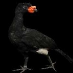 image of bird
