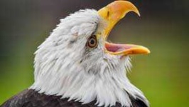 image of animal
