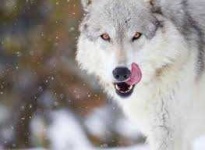 image of animal