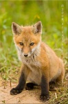 image of kit_fox