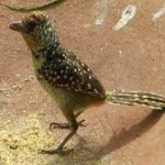 image of bird