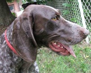 image of german_short_haired_pointer