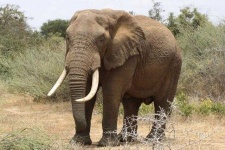 image of animal