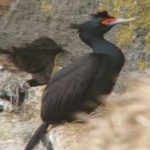 image of red_faced_cormorant