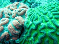 image of brain_coral