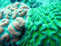 image of brain_coral #27