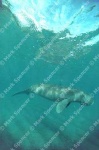 image of dugong