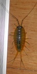 image of isopod