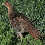 image of bird